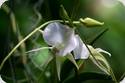 Angraecum longiscott